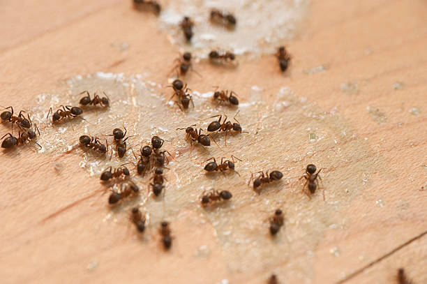 Best Pest Control Cost  in Berkeley, MO